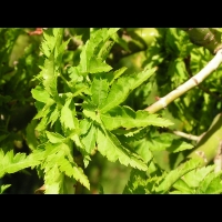 Acer palmatum cv Crispifolium (fam Aceracees) (4)